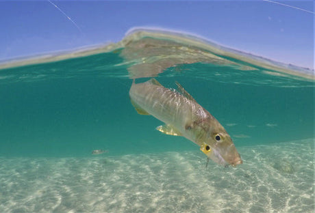 The Best Fishing Lure for Bass, Bream and Whiting | Fishing with the Jackson Pygmy Popper Lure