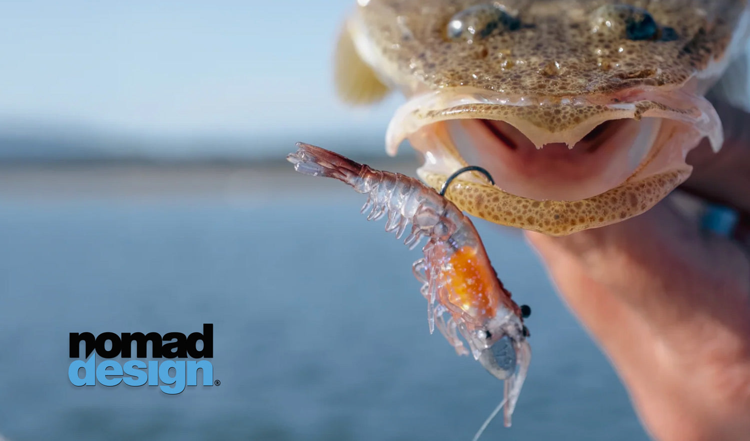 Nomad Live Ops Switcher Shrimp