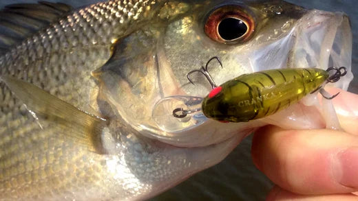 Australian Bass with a lure in its mouth, illustrating effective lure techniques for catching this species in Forster, NSW