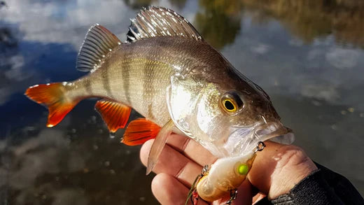 Fisherman proudly holding a redfin caught in Goulburn, NSW, illustrating techniques and tips from the ultimate guide to redfin fishing