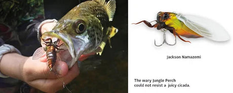 Fish with a Jackson Namazemi fishing lure hooked in its mouth, showcasing the lure's effectiveness and design