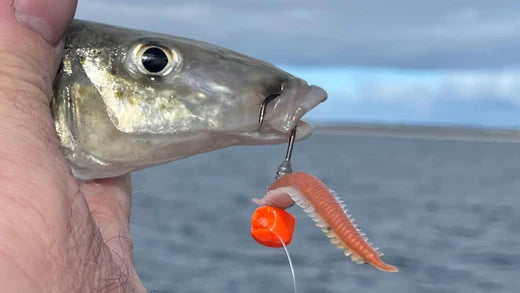 Angler holding a King George whiting caught using soft plastics, showcasing effective techniques for targeting this prized species