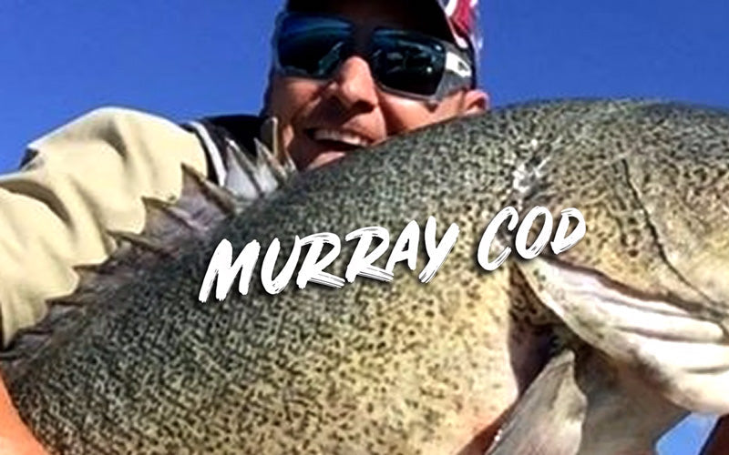 Secrets to Catch Murray Cod on Lures