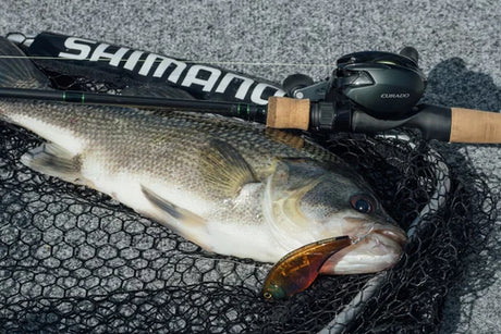 Shimano Curado 200M baitcaster displayed alongside a trophy catch, highlighting its reliable performance for serious anglers