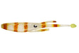 Nomad Design Jerksquid 9" Jerkshad - 2 Pack - Live Ops - Natural Tiger