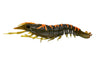 Nomad Design Sumo Shrimp Unrigged 6.5" - 2 Pack - Live Ops - Mangrove Tiger
