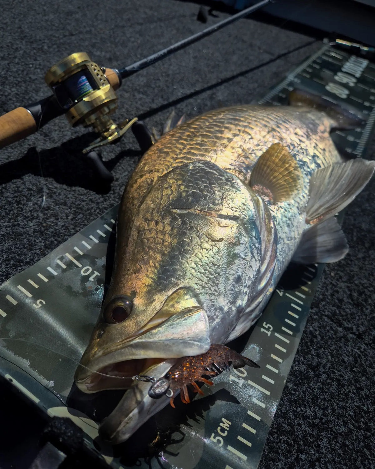 Barramundi on a measuring mat with an Irukandji Mega Prawn soft plastic in its mouth, Bundaberg