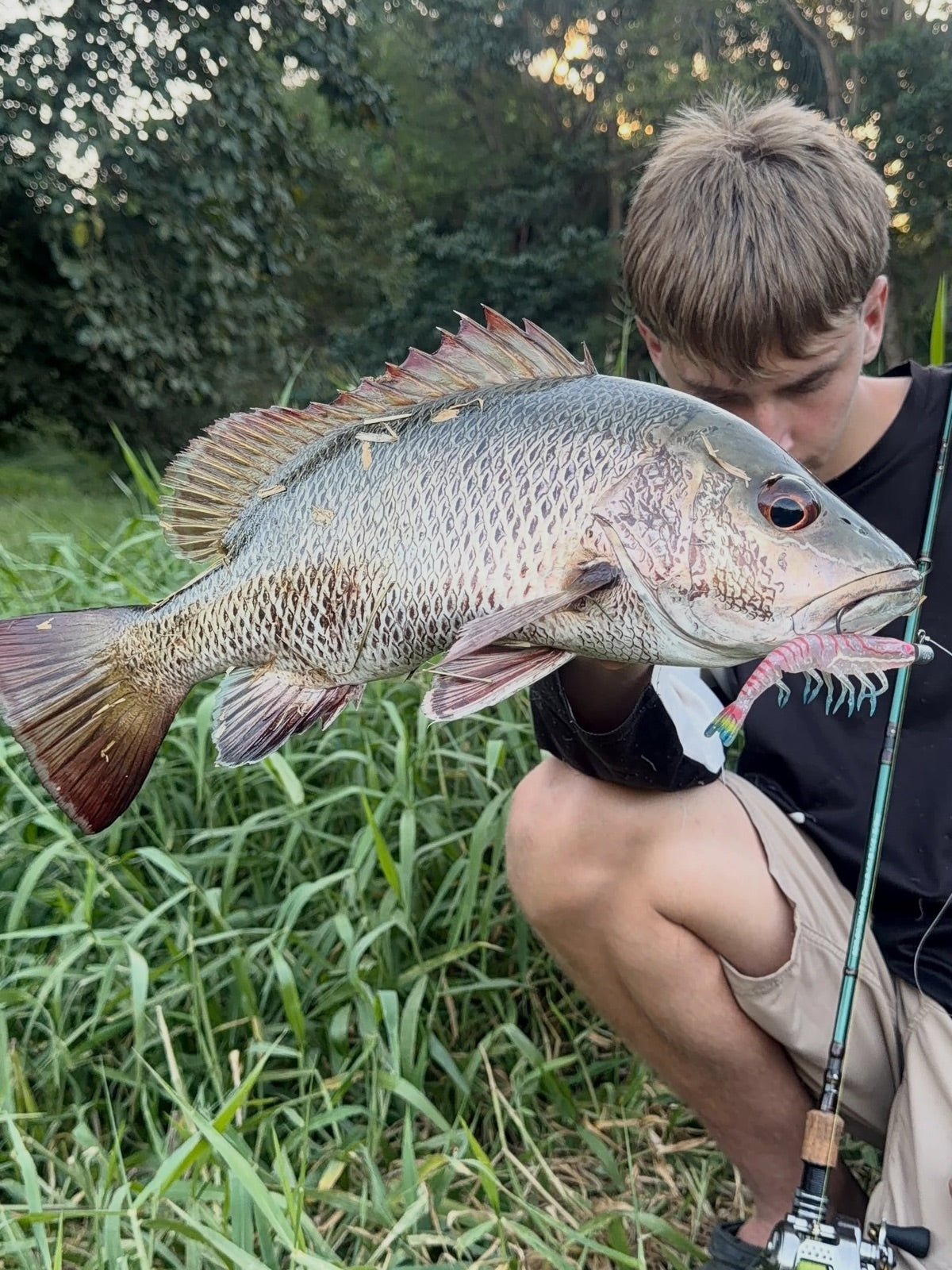 46cm mangrove jack caught on a Daiwa Bait Junkie 4 inch prawn soft plastic near Tully