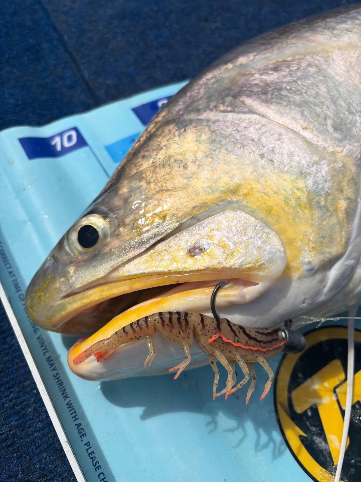 Threadfin salmon with a Daiwa Bait Junkie 4 inch prawn soft plastic in its mouth, Hervey Bay